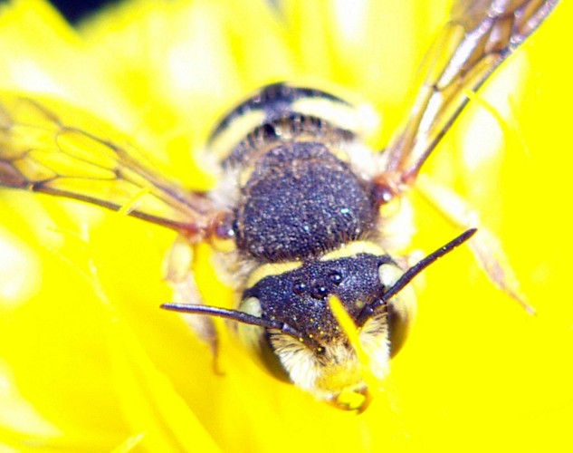 Anthidium cfr. manicatum F (Apidae Megachilinae)